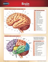 Cover image: Brain Chart - Human Brain - Medicine and Anatomy - Nursing Quick Reference Guide 2nd edition 9781554310135