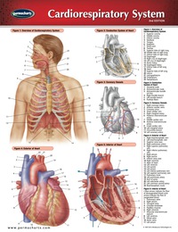 Cover image: Cardiorespiratory System Chart - Medicine and Anatomy Quick Reference Guide 2nd edition 9781550802399