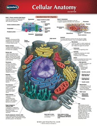 Cover image: Cellular Anatomy Chart - Medicine and Anatomy Quick Reference Guide 2nd edition 9781550803778
