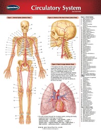 Cover image: Circulatory System Chart - Medicine and Anatomy Quick Reference Guide 2nd edition 9781550801767
