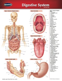 Cover image: Digestive System Chart - Medicine and Anatomy Nursing Quick Reference Guide 2nd edition 9781550803464