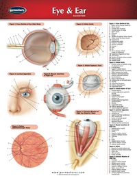 Cover image: Eye & Ear Chart - Medicine and Anatomy Nursing Quick Reference Guide 2nd edition 9781550803907