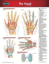 Cover image: Hand Chart - Human Hand Medical and Anatomy Quick Reference Guide 2nd edition 9781550802931