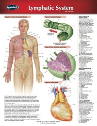 Cover image: Lymphatic System Chart - Medicine and Anatomy Nursing Quick Reference Guide 2nd edition 9781550803785
