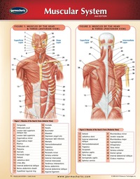 Cover image: Muscular System Chart - Medicine and Anatomy Nursing Quick Reference Guide 2nd edition 9781554310142