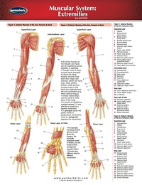 Cover image: Muscular System: Extremities Chart - Medicine and Anatomy Nursing Quick Reference Guide 2nd edition 9781550801705
