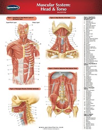 Cover image: Muscular System: Head & Torso Chart - Medicine and Anatomy Nursing Quick Reference Guide 2nd edition 9781550801590