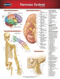 Cover image: Nervous System Chart - Medicine and Anatomy Nursing Quick Reference Guide 2nd edition 9781550801606