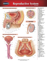 Cover image: Reproductive System Chart - Medicine and Anatomy Quick Reference Guide 2nd edition 9781550803792