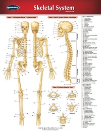 Cover image: Skeletal System Chart - Medicine and Anatomy Quick Reference Guide 2nd edition 9781550801583