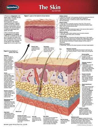 Cover image: Skin Chart - Medicine and Anatomy Quick Reference Guide 2nd edition 9781550803921