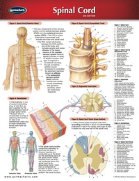 Cover image: Spinal Cord Chart - Medicine and Anatomy Quick Reference Guide 2nd edition 9781550804164