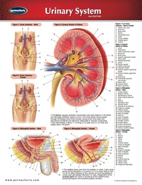 Cover image: Urinary System Chart - Medicine and Anatomy Quick Reference Guide 2nd edition 9781550801552