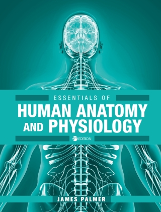 Cover image: Essentials of Human Anatomy and Physiology 2nd edition 9781516565108