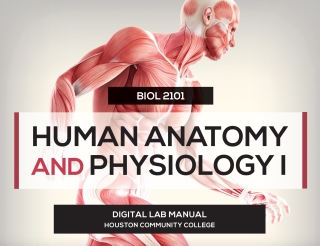 Cover image: BIO 2101 HUMAN A&P LAB I (TH) 1E 1st edition 9781643865102