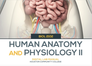 Cover image: BIO 2102 A&P LAB II (TH) 1E 1st edition 9781643865119