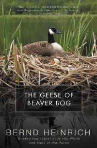 Cover image: The Geese of Beaver Bog 9780061744433