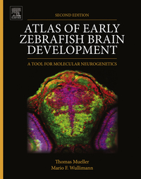 Immagine di copertina: Atlas of Early Zebrafish Brain Development: A Tool for Molecular Neurogenetics 2nd edition 9780124186699