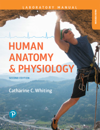 Cover image: Human Anatomy & Physiology Laboratory Manual 2nd edition 9780134746432