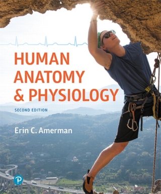 Cover image: Mastering A&P with Pearson eText Access Code (24 Months) for Human Anatomy & Physiology 2nd edition 9780134788074