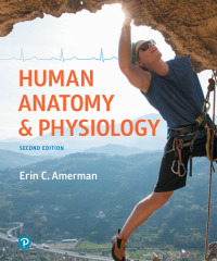 Cover image: Human Anatomy & Physiology 2nd edition 9780134553511