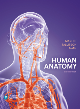 Cover image: Human Anatomy (Pearson+) 9th edition 9780134424941