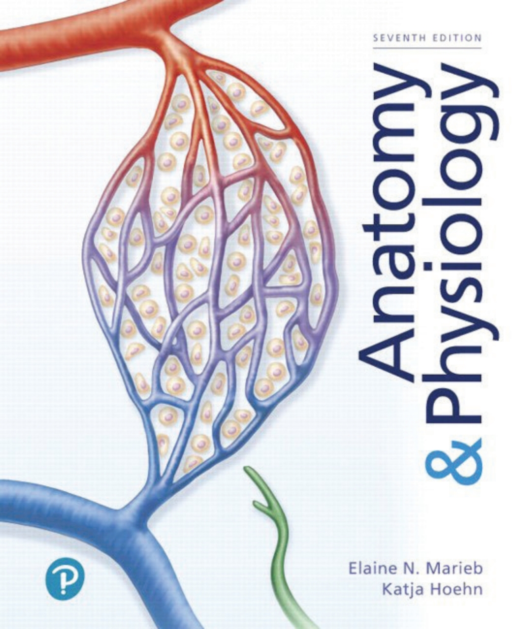 ISBN 9780135168042 product image for Anatomy & Physiology - 7th Edition (eBook Rental) | upcitemdb.com