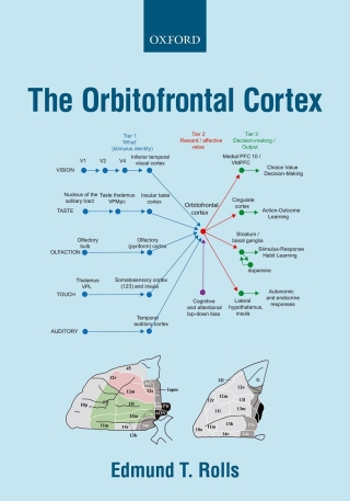 Imagen de portada: The Orbitofrontal Cortex 9780192584816