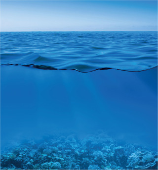 Cover image: Marine Biology 6th edition 9780197543504