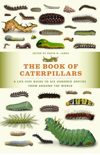 Cover image: The Book of Caterpillars 1st edition 9780226287362