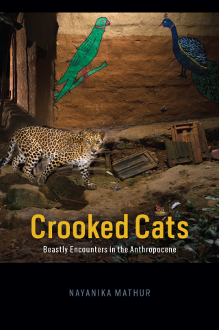 表紙画像: Crooked Cats 9780226771922
