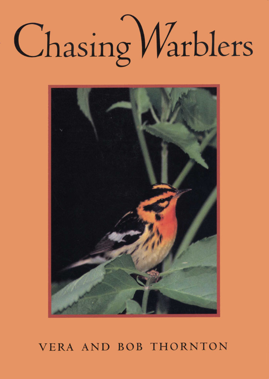 Chasing Warblers (eBook)