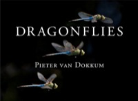 Cover image: Dragonflies: Magnificent Creatures of Water, Air, and Land 9780300197082