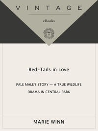 Cover image: Red-Tails in Love 9780679758464