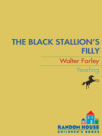 Cover image: The Black Stallion's Filly 9780394839165