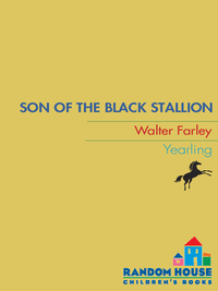 Cover image: Son of the Black Stallion 9780679813453