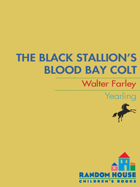 Cover image: The Black Stallion's Blood Bay Colt 9780679813477