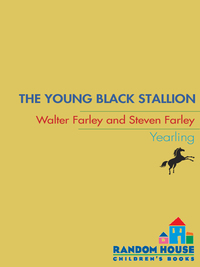 Cover image: The Young Black Stallion 9780679813484