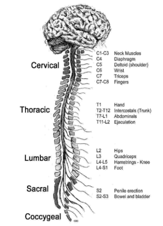 Imagen de portada: Multiple Sclerosis 9780309072854