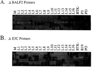 Omslagafbeelding: Genetically Modified Pest-Protected Plants 9780309069304