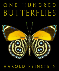 Cover image: One Hundred Butterflies 9780316071888