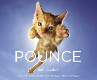 Cover image: Pounce 9780316349178