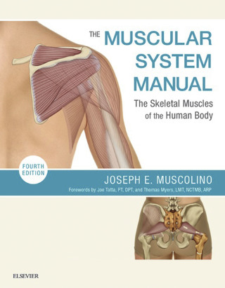 Titelbild: The Muscular System Manual: The Skeletal Muscles of the Human Body 4th edition 9780323327701