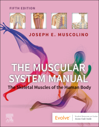 Cover image: The Muscular System Manual 5th edition 9780323812757