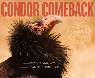 Cover image: Condor Comeback 9780063290785