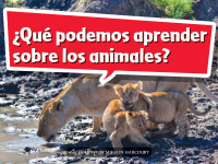 Cover image: ¿Qué podemos aprender sobre los animales? 1st edition 9780544075832