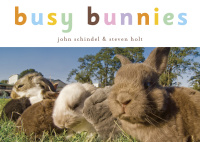 Cover image: Busy Bunnies 9781582462424