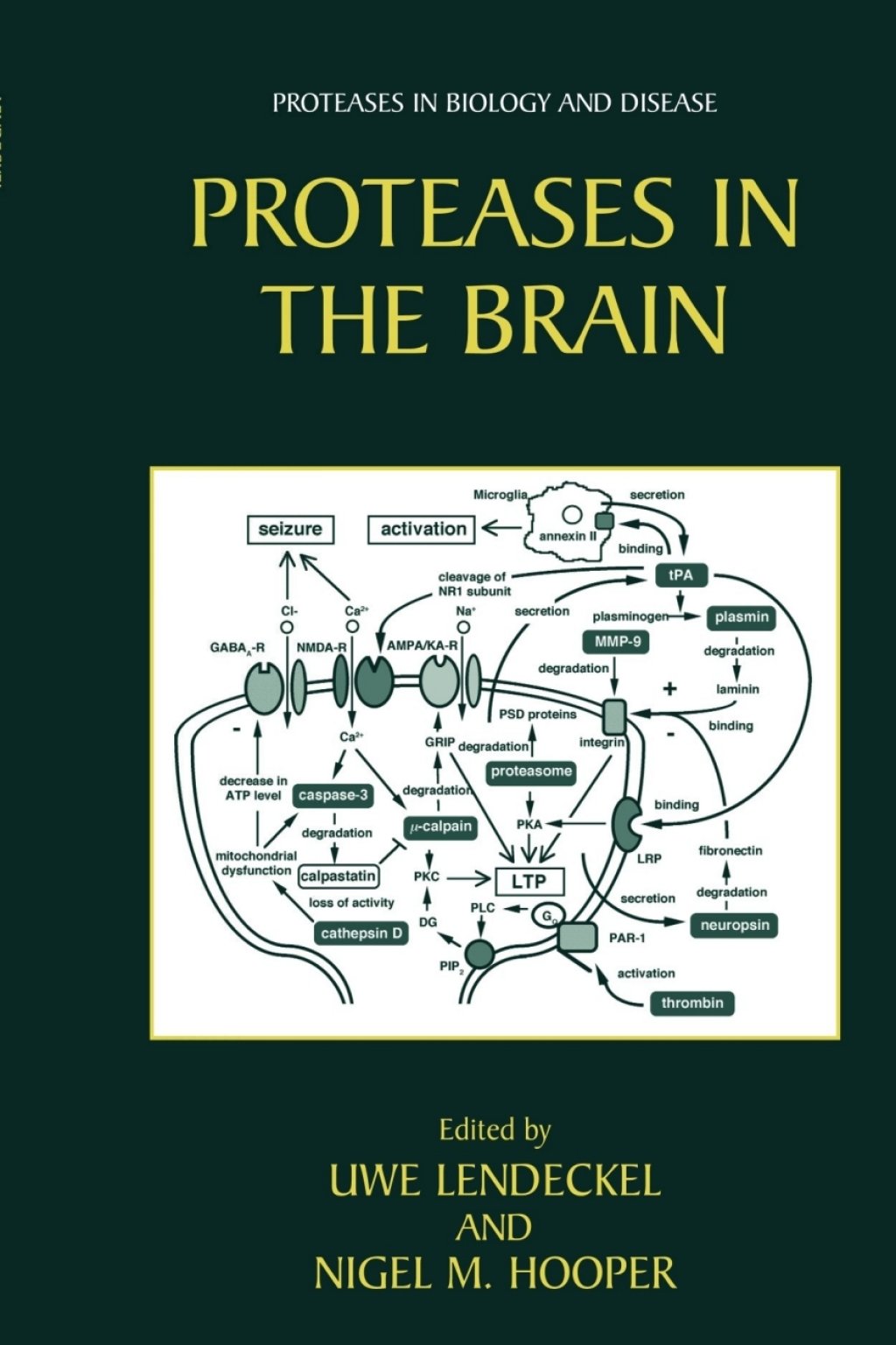 Proteases in the Brain 1st Edition