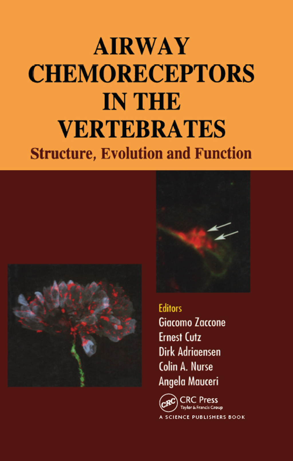 Airway Chemoreceptors in Vertebrates 1st Edition