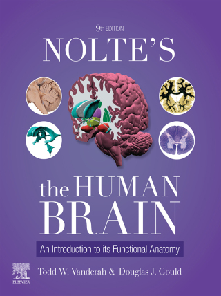 Cover image: Nolte's The Human Brain 9th edition 9780443126864